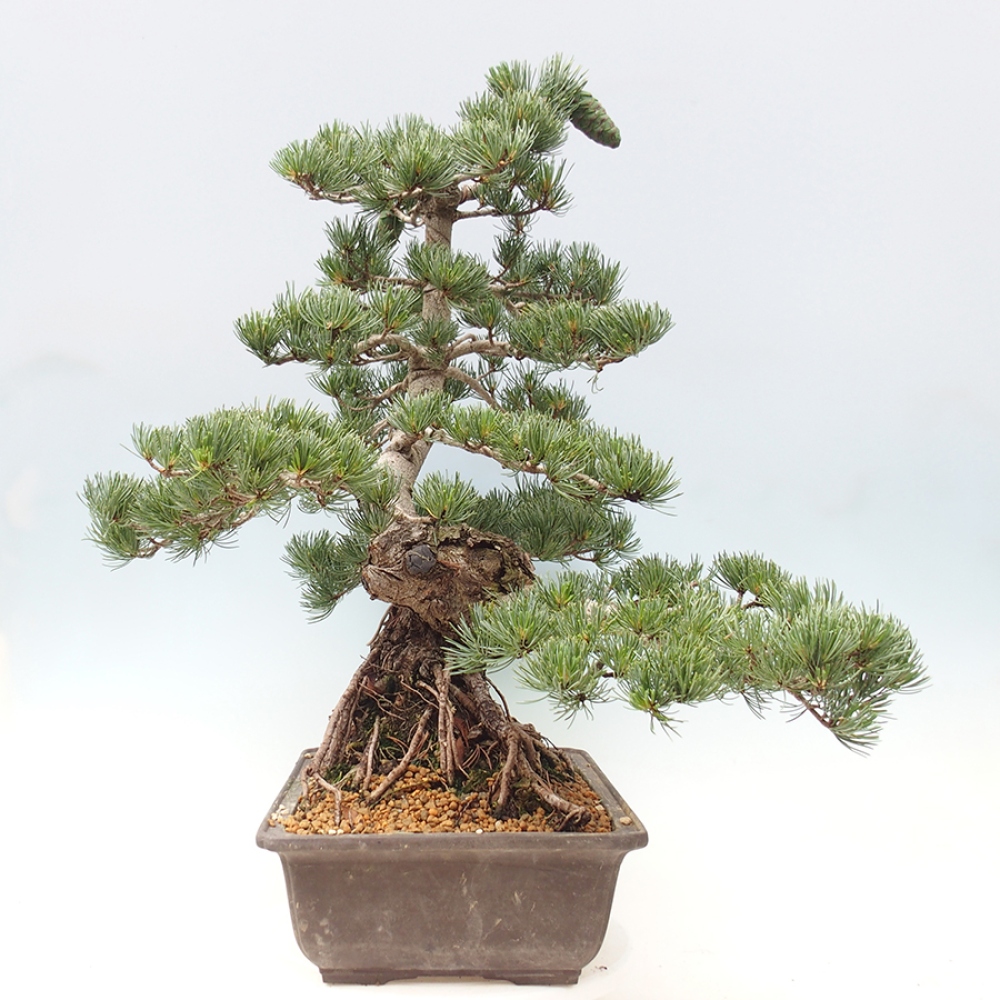 Vonkajšie bonsaje - Pinus parviflora - Pinus parviflora