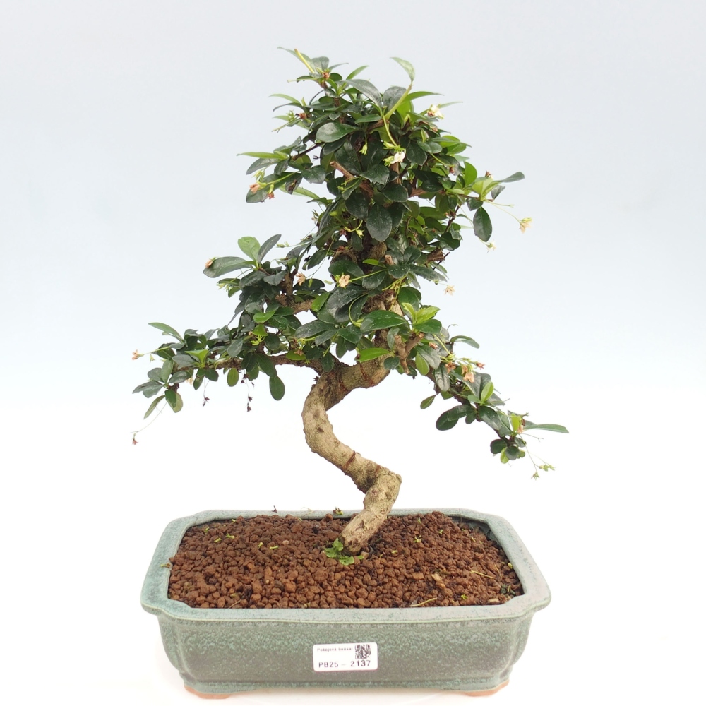 Izbová bonsai - Carmona macrophylla - Čaj fuki