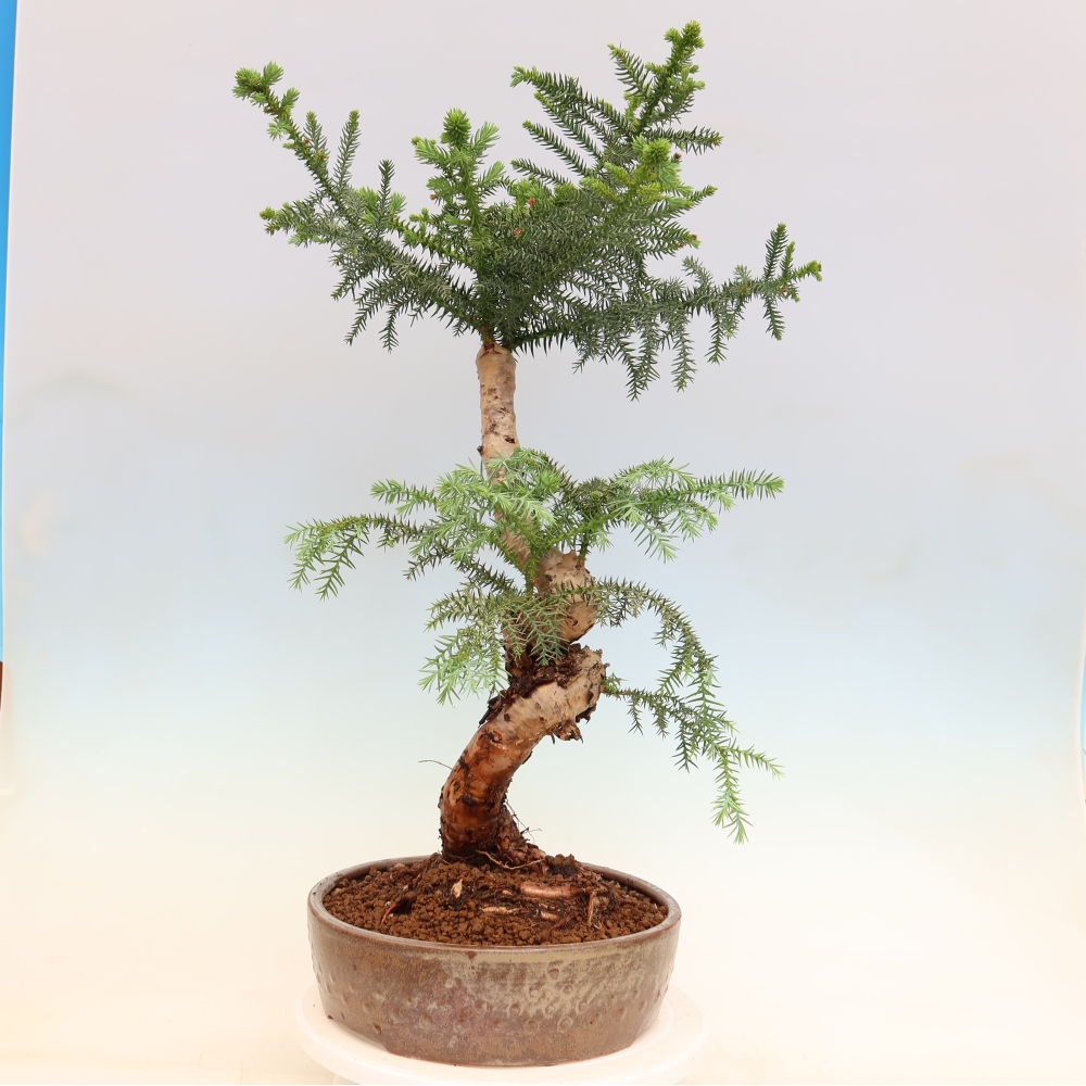 Izba bonsai – Araukária – izba smreček