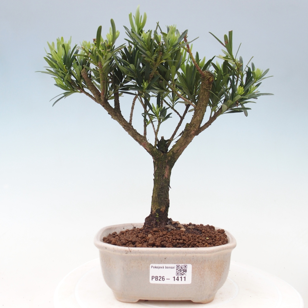 Izbové bonsaje - Podocarpus - Kamenný tis