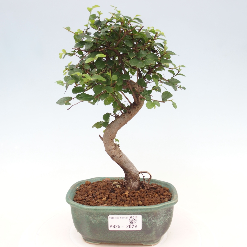 Izbová bonsai-malolistá brest 