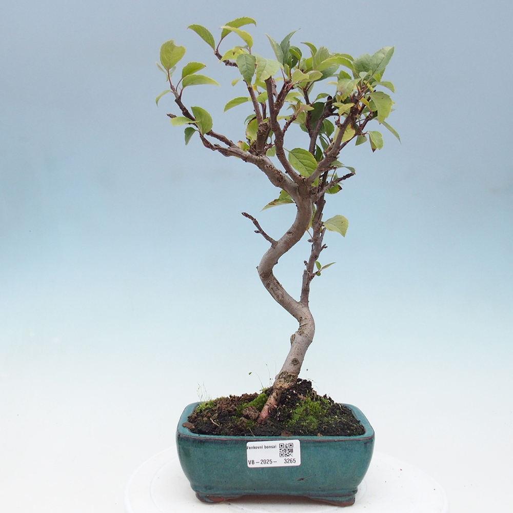 Vonkajší bonsai -Malus halliana - Maloplodá jabloň