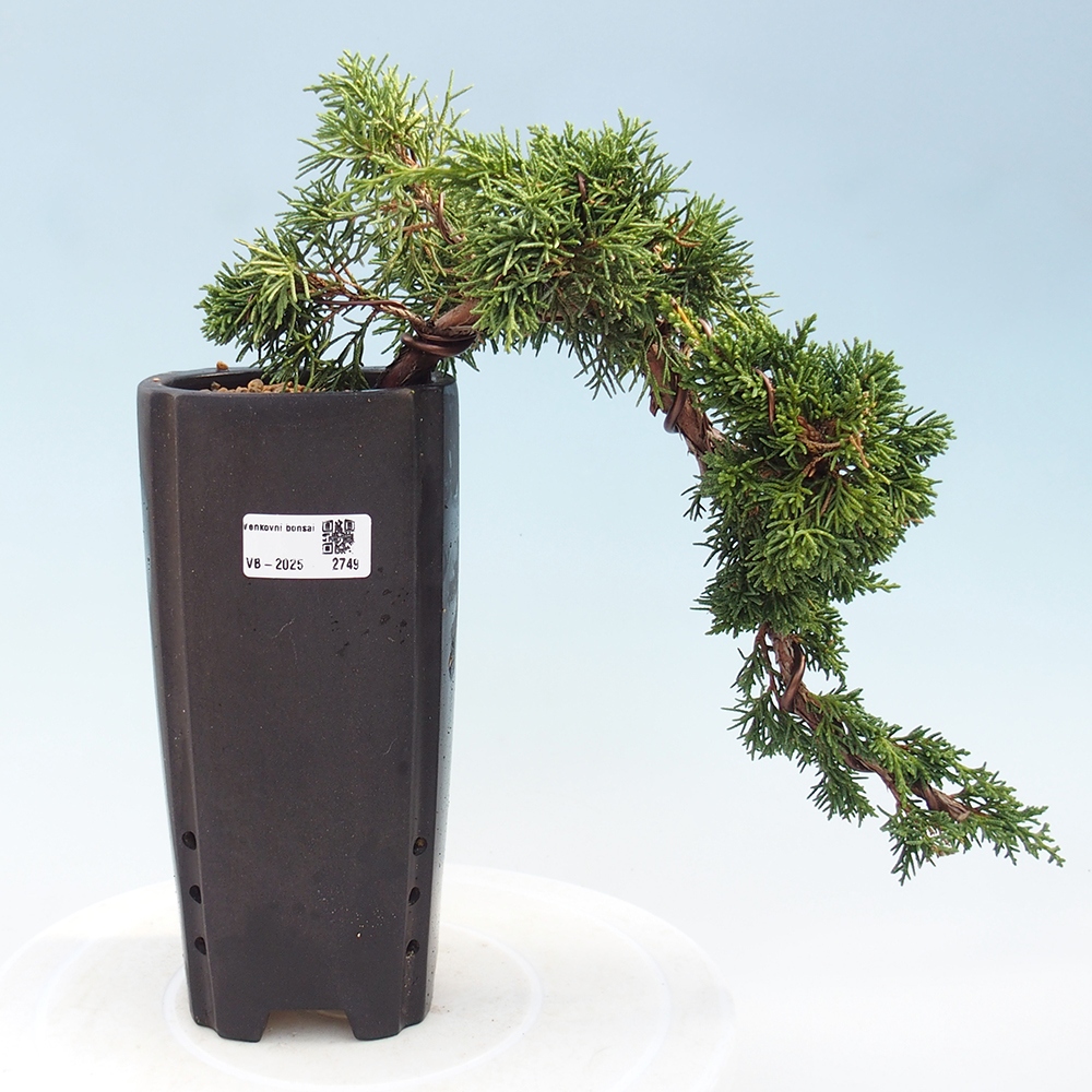 Vonkajší bonsai - Juniperus chinensis Kishu -Jalovec čínsky