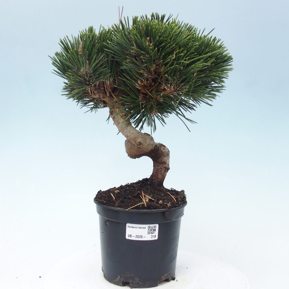 Vonkajší bonsai - Pinus thunbergii senjyumaru - Borovica thunbergova