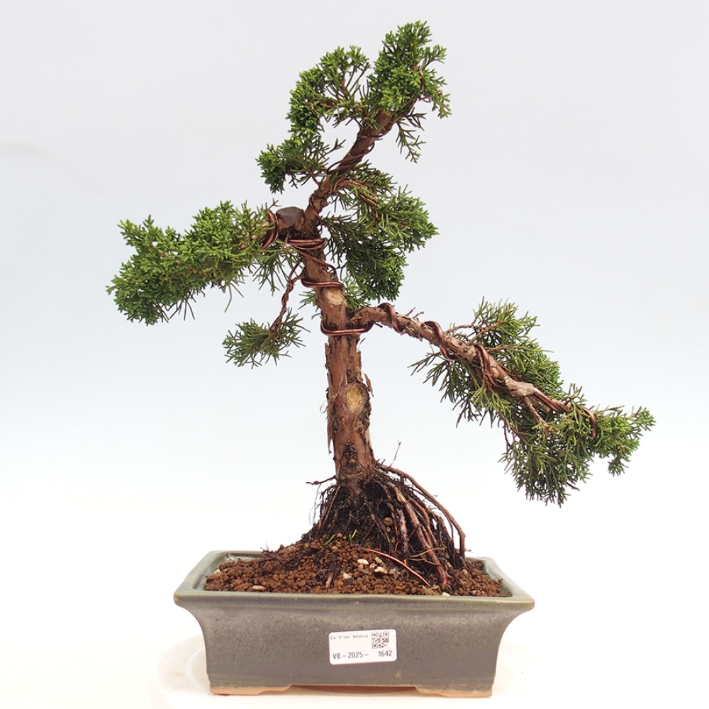 Vonkajšie bonsai - Juniperus chinensis Kishu -Jalovec čínsky