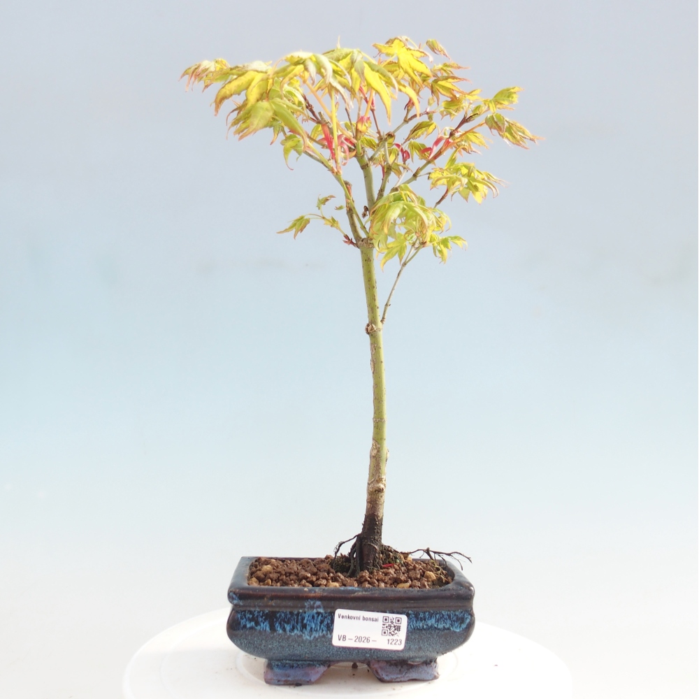 Acer palmatum Aureum - Zlatý javor