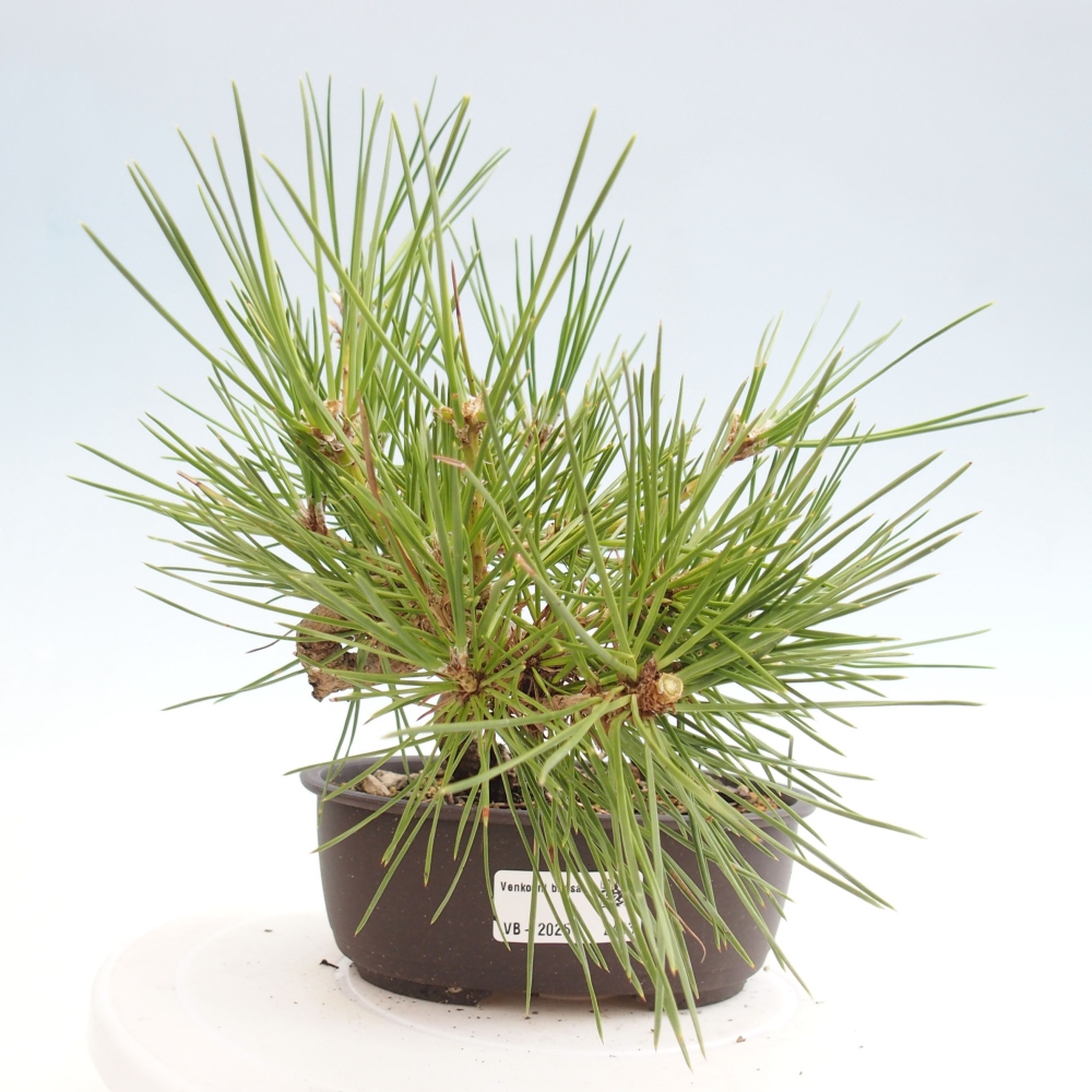 Vonkajší bonsai - Pinus thunbergii - Borovica thunbergova