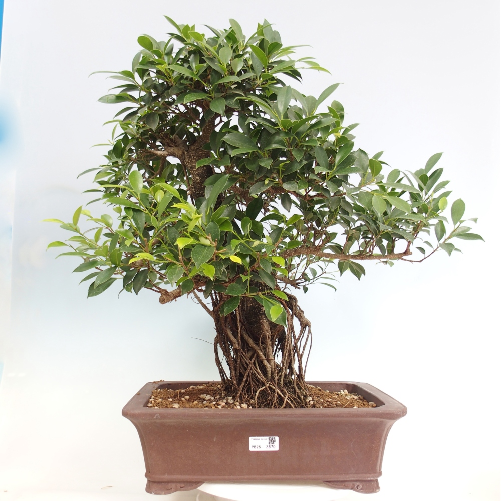 Izbový bonsaj - Ficus kimmen - drobnolistý fikus - len osobný odber alebo preprava na paletách
