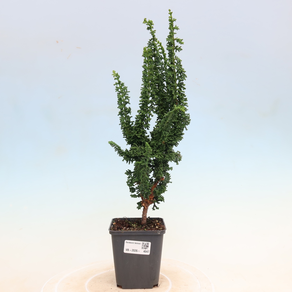 Vonkajší bonsaj - Cham. obtusa SEKKA HINOKI - Cypruštek