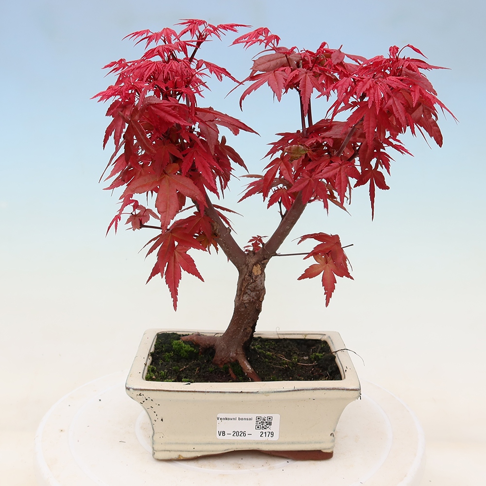 Vonkajší bonsaj - Acer palmatum DESHOJO