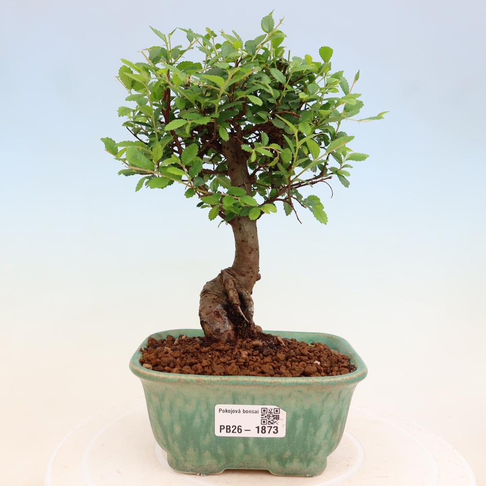 Izbový bonsaj - Ulmus parvifolia - brest malolistý