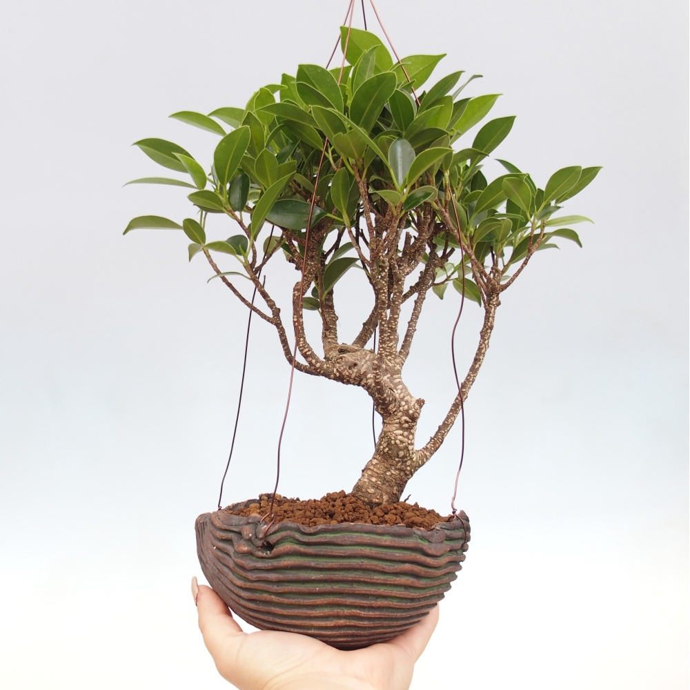 Kokedama v keramike - malolistý ficus - Ficus kimmen