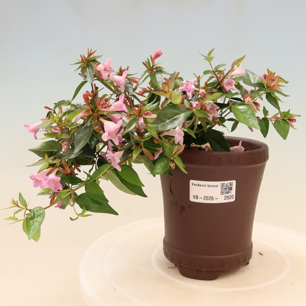 Vonkajší bonsai – Abelia Edward Goucher – Abelia veľkokvetá