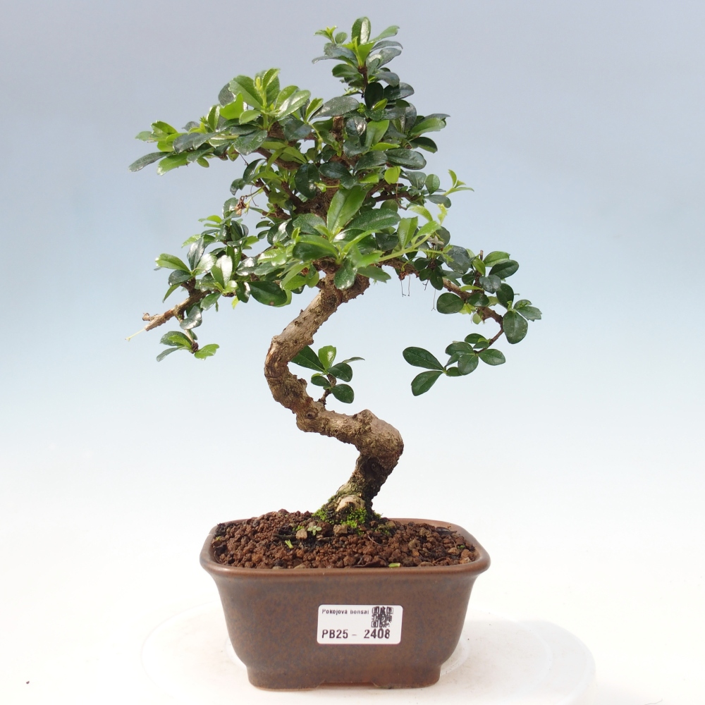 Izbová bonsai - Carmona macrophylla - Čaj fuki