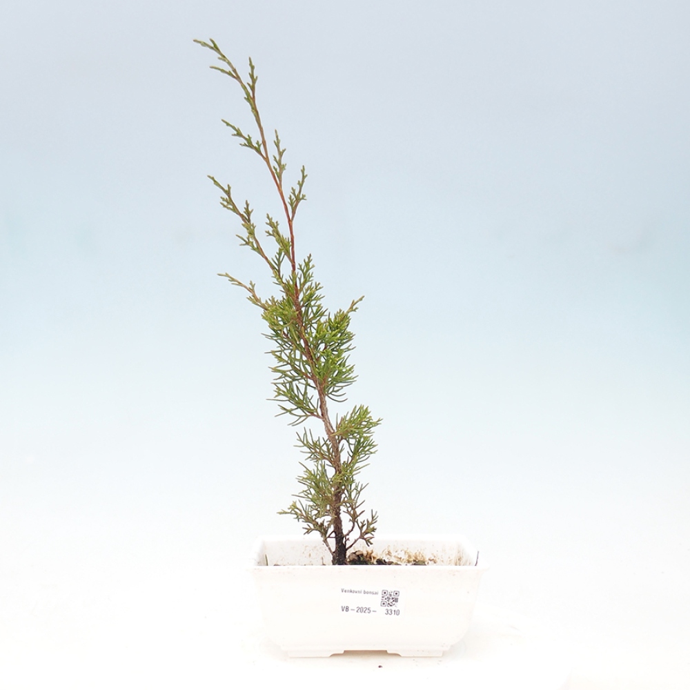 Vonkajší bonsai - Juniperus chinensis Itoigawa -Jalovec čínsky