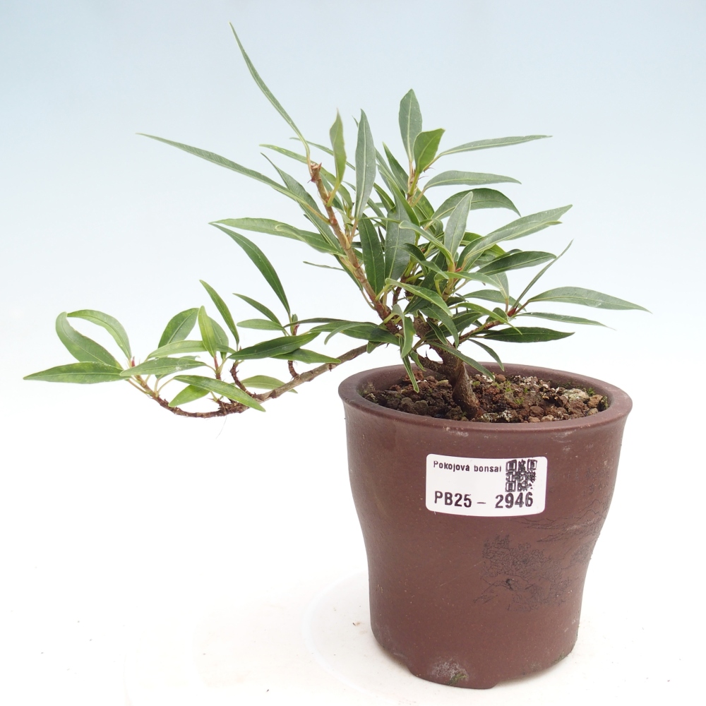 Izbová bonsai - Ficus nerifolia - malolistý fikus