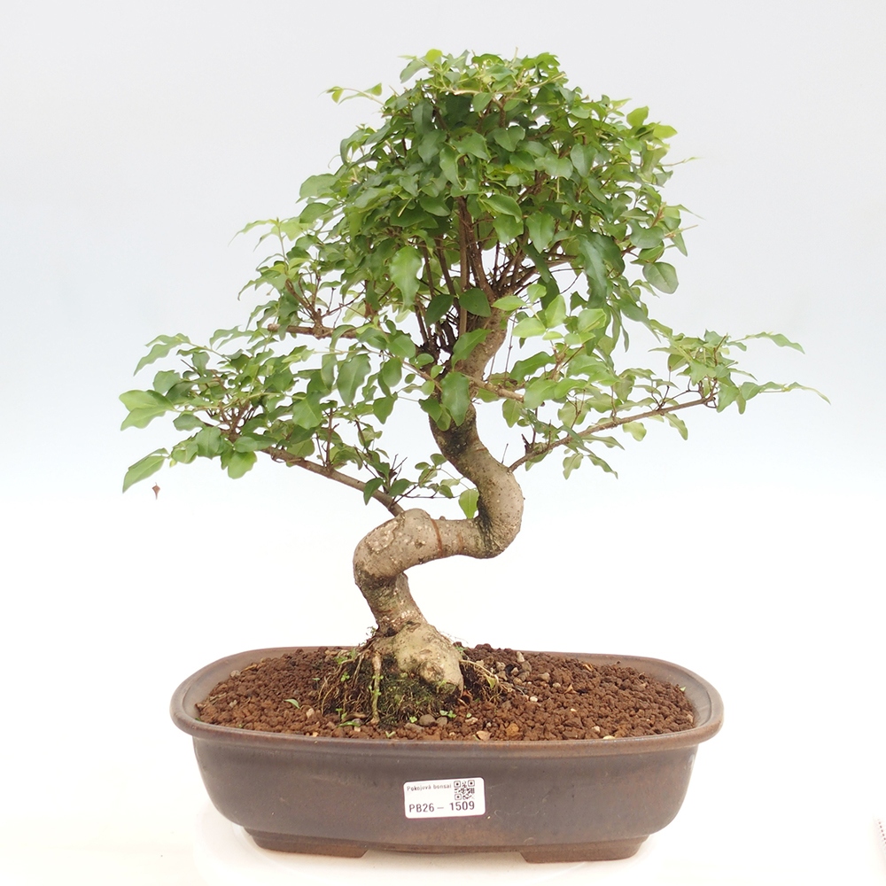 Izbový bonsaj -Ligustrum chinensis - Vtáčí zobák