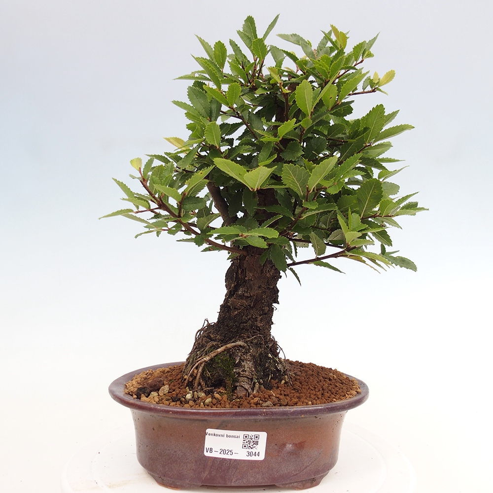 Vonkajšie bonsai - Zelkova - Zelkova Nirom