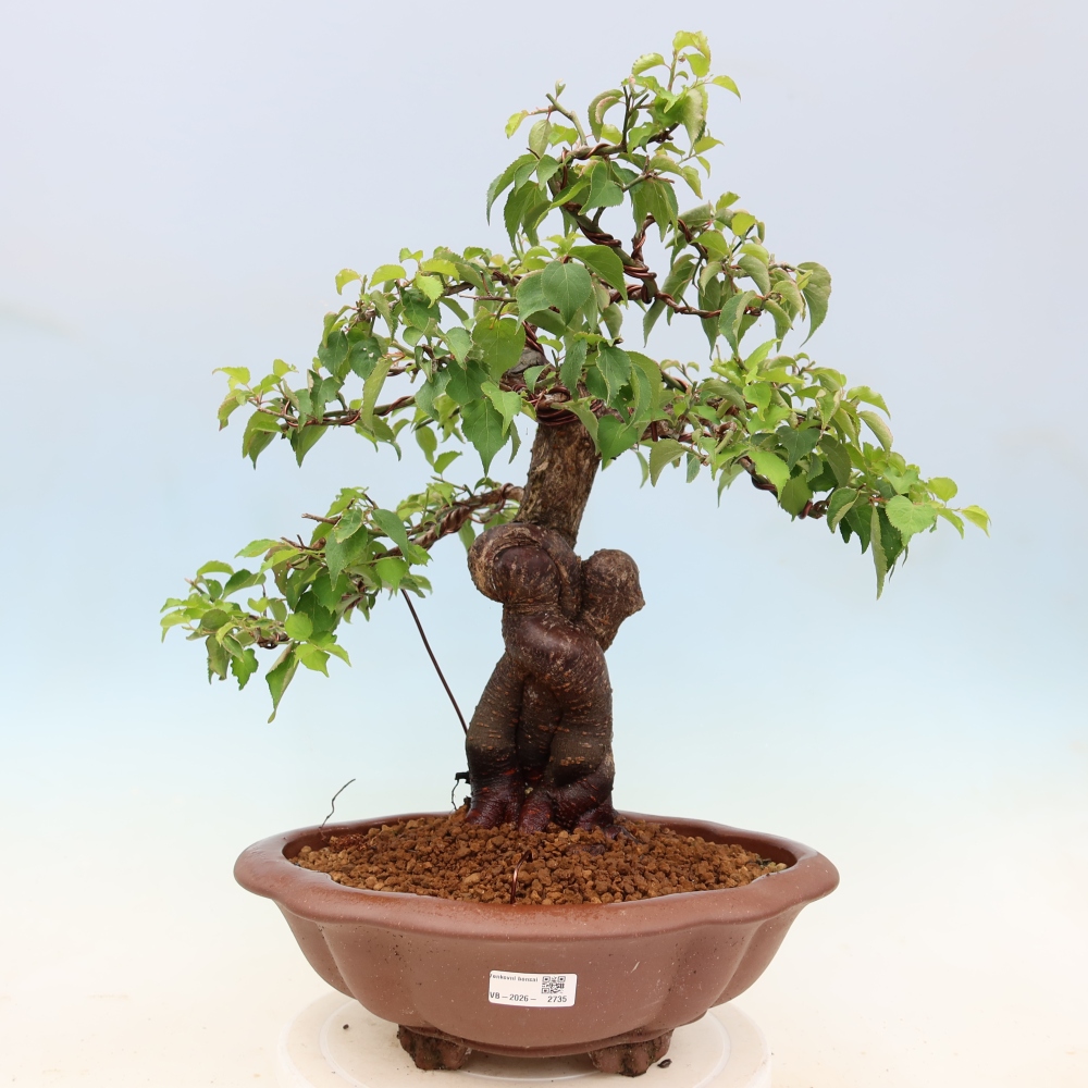 Vonkajšie bonsaje – Japonská marhuľa – Prunus Mume