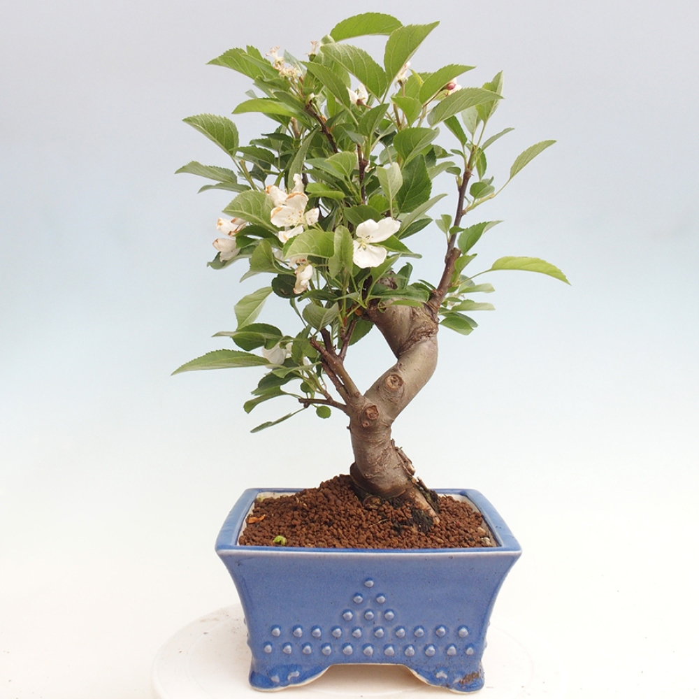 Vonkajší bonsai -Malus halliana - Maloplodá jabloň