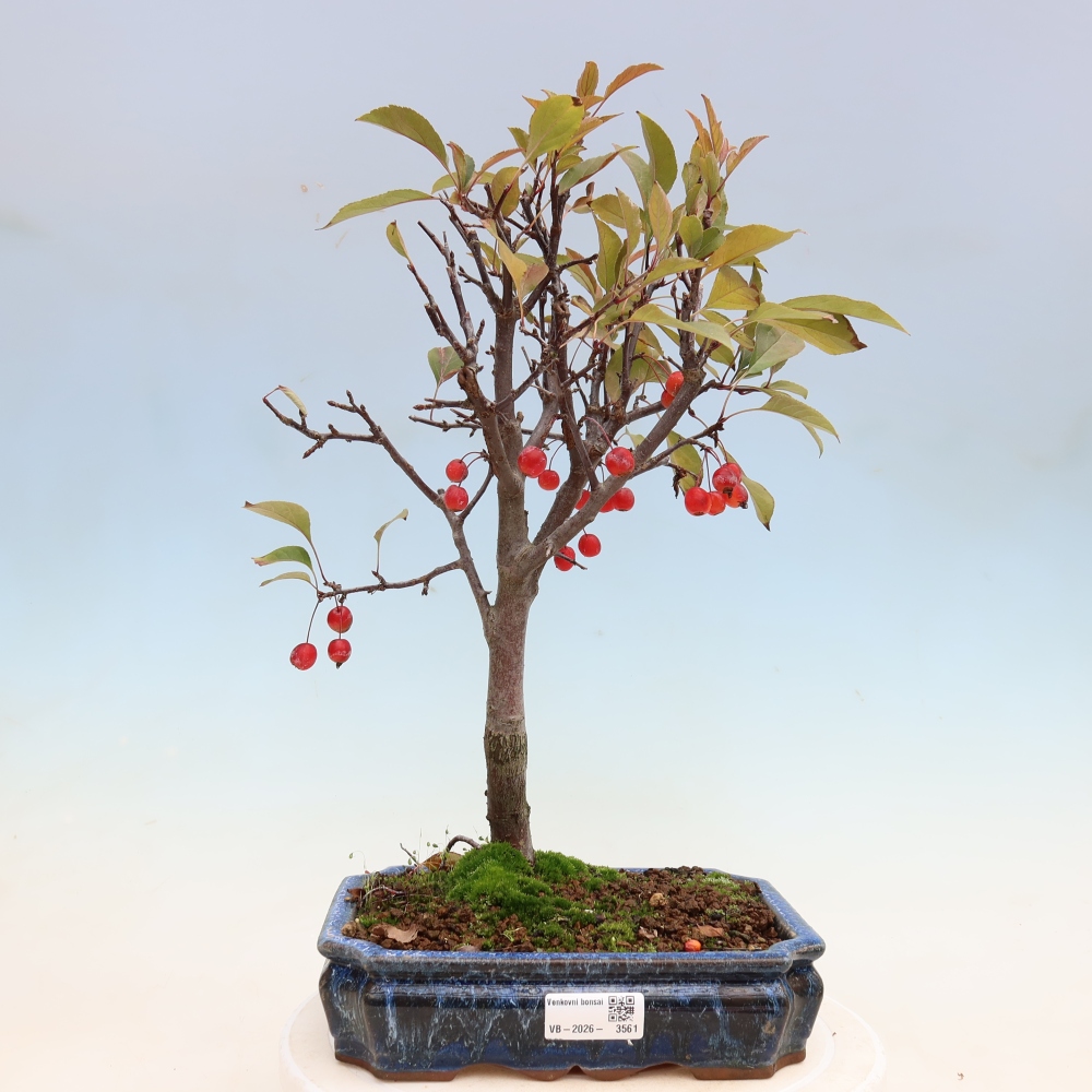 Vonkajšia bonsaj -Malus domestica - Maloplodá jabloň s červenými listami