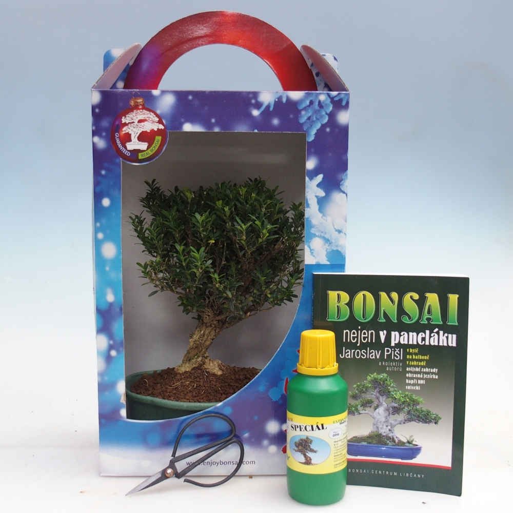 Izbový bonsaj v darčekovej krabici Buxus harlandii - korkový buxus