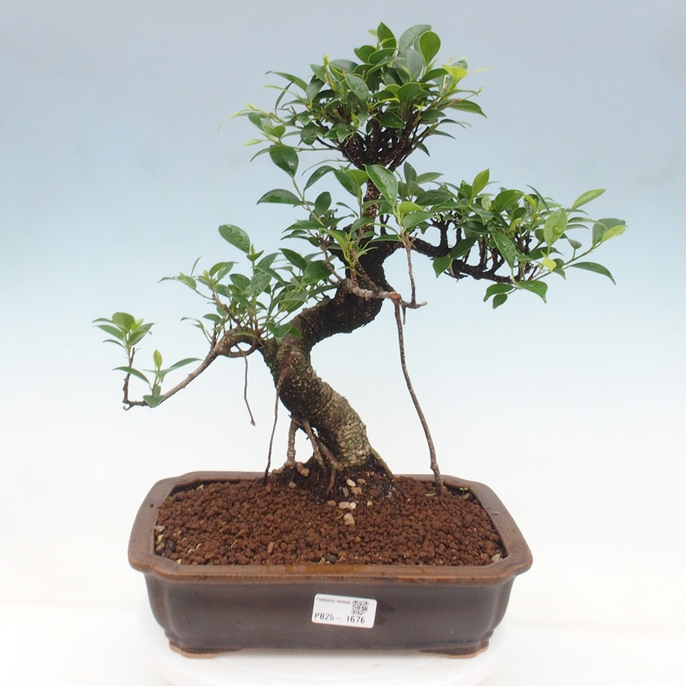 Izbová bonsai - Ficus kimmen - malolistý fikus