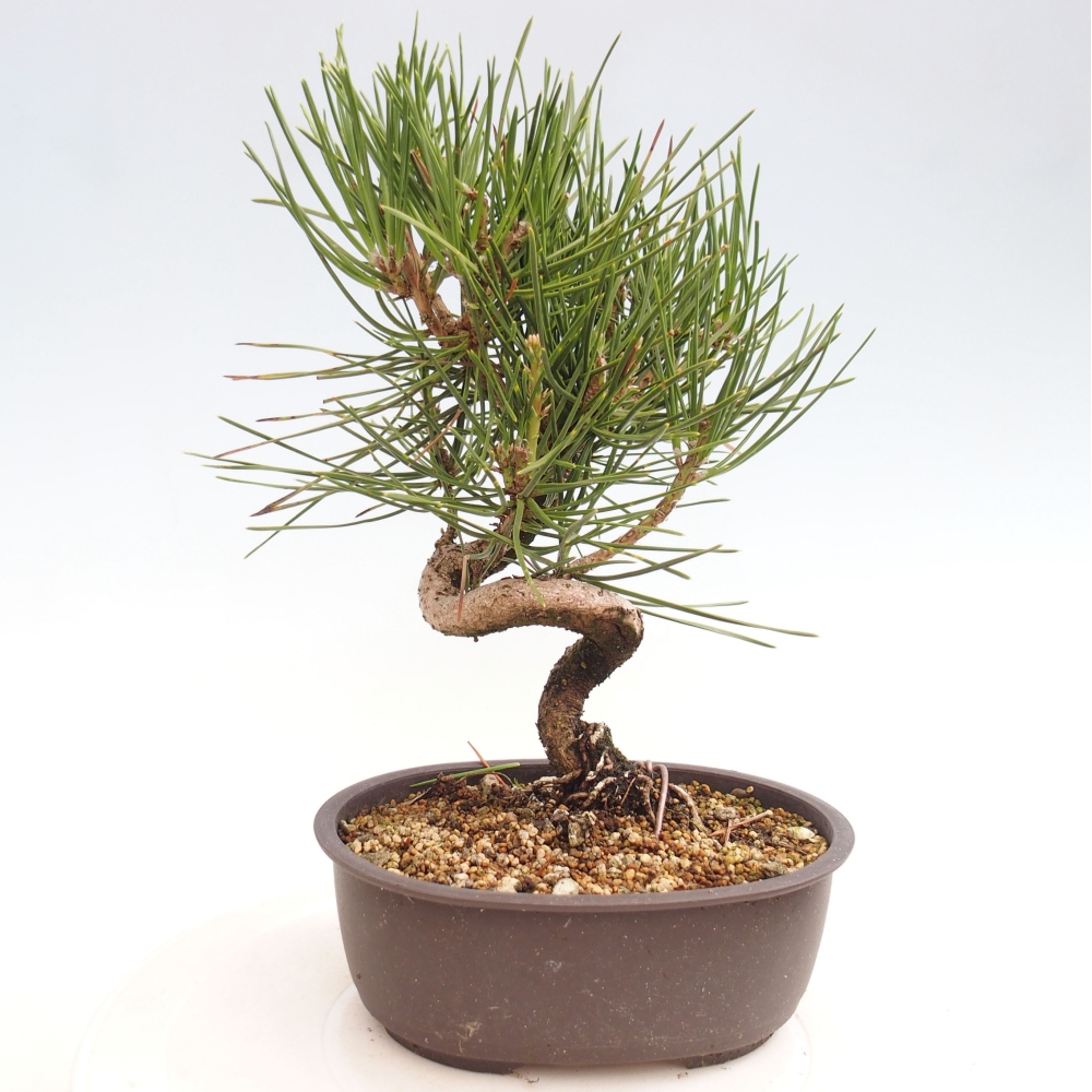 Vonkajší bonsai - Pinus thunbergii - Borovica thunbergova