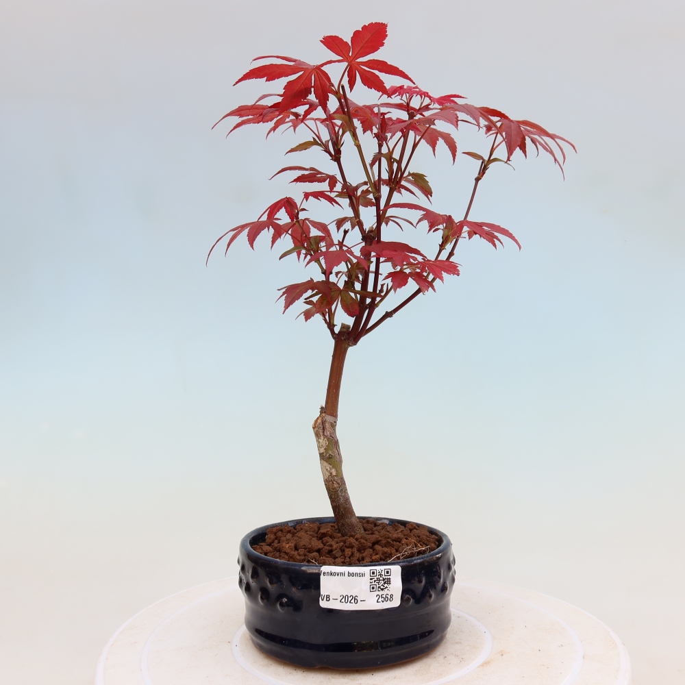 Vonkajšia bonsaj - palma Acer. Atropurpureum-Javor palmový