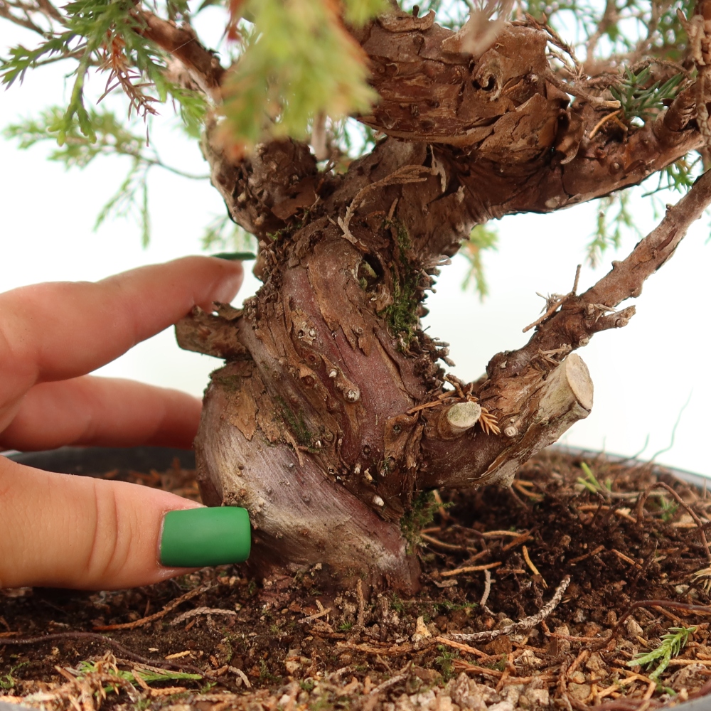 Vonkajší bonsai – Juniperus chinensis Itoigawa – čínsky jalovec