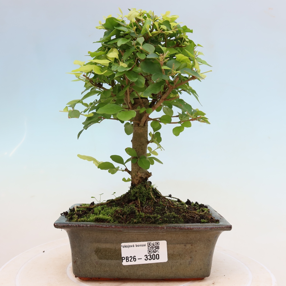Izbový bonsaj -Ligustrum chinensis - Vtáčí zobák