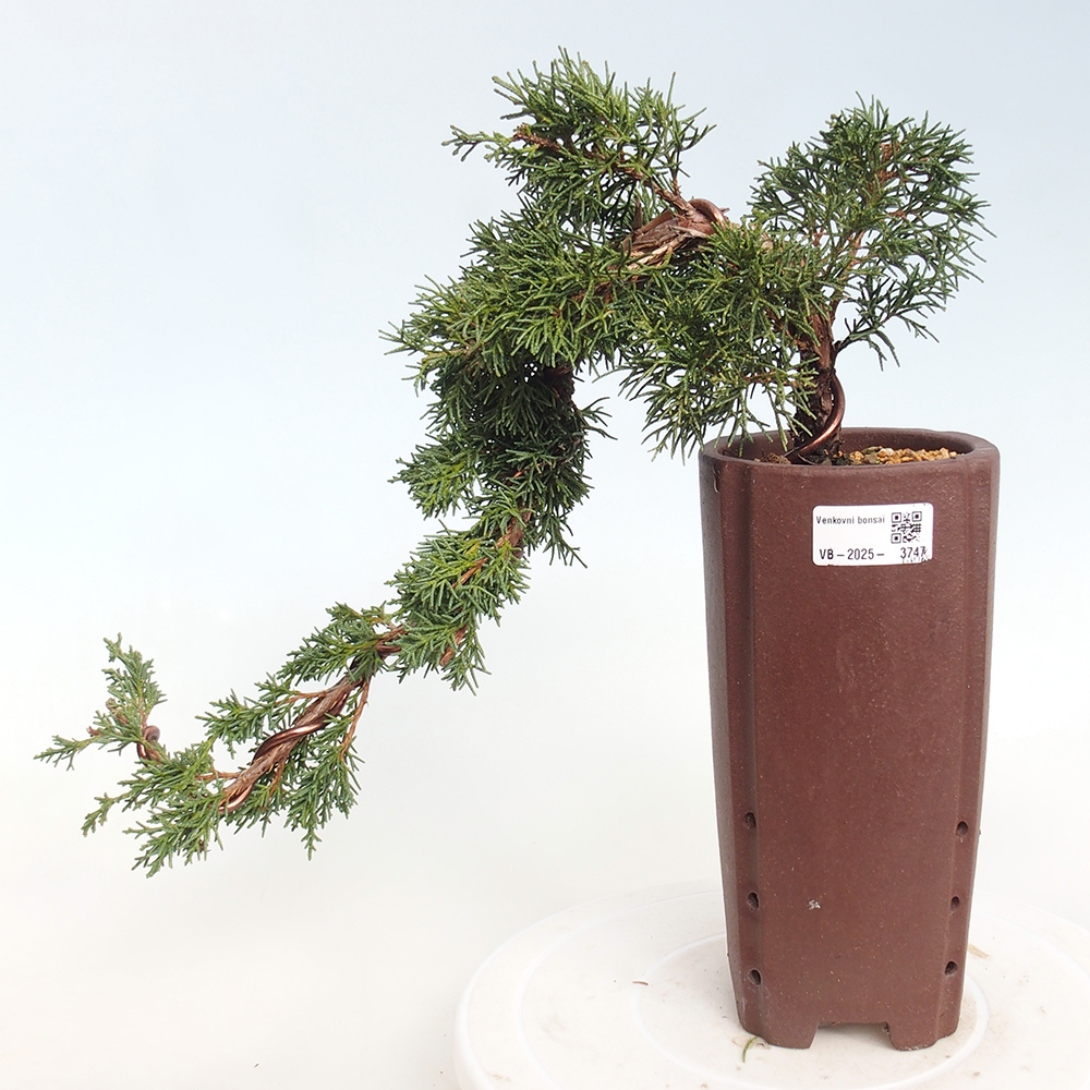 Vonkajší bonsaj - Juniperus chinensis Kishu
