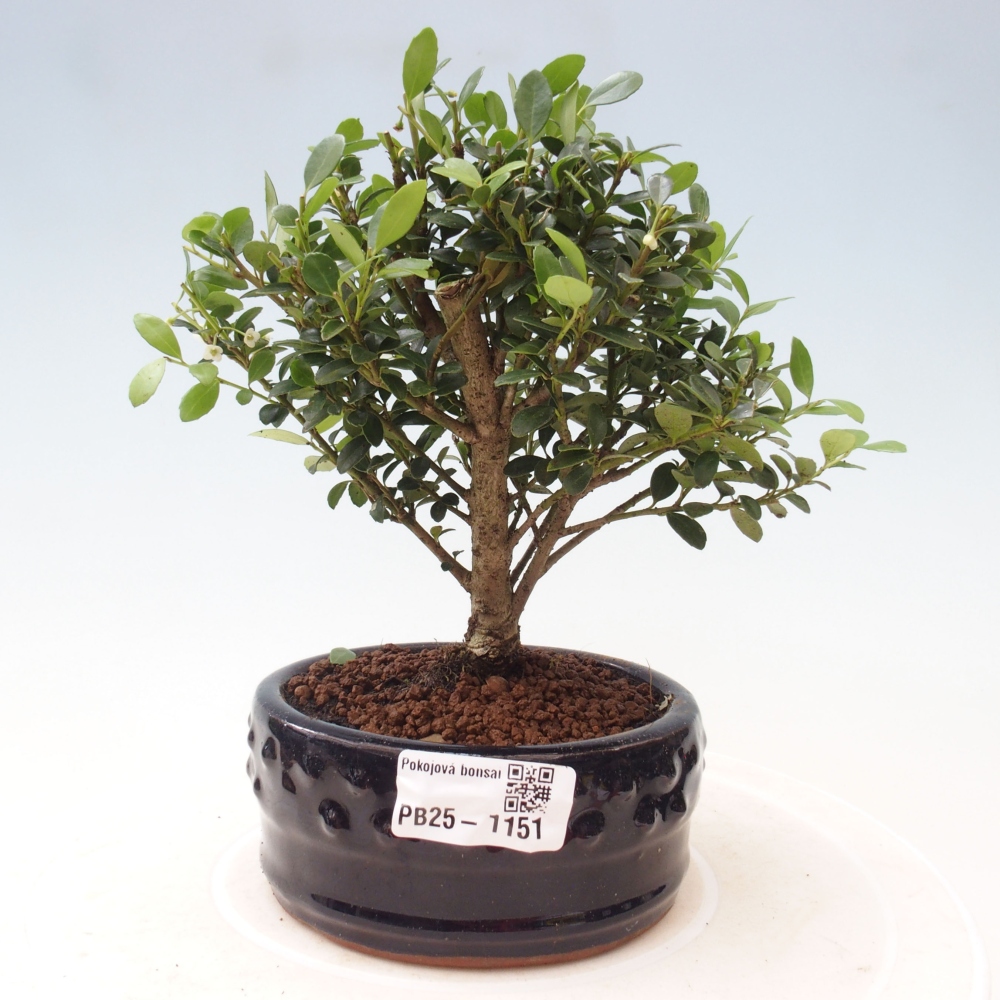 Izbová bonsai - Ilex crenata - Cezmína