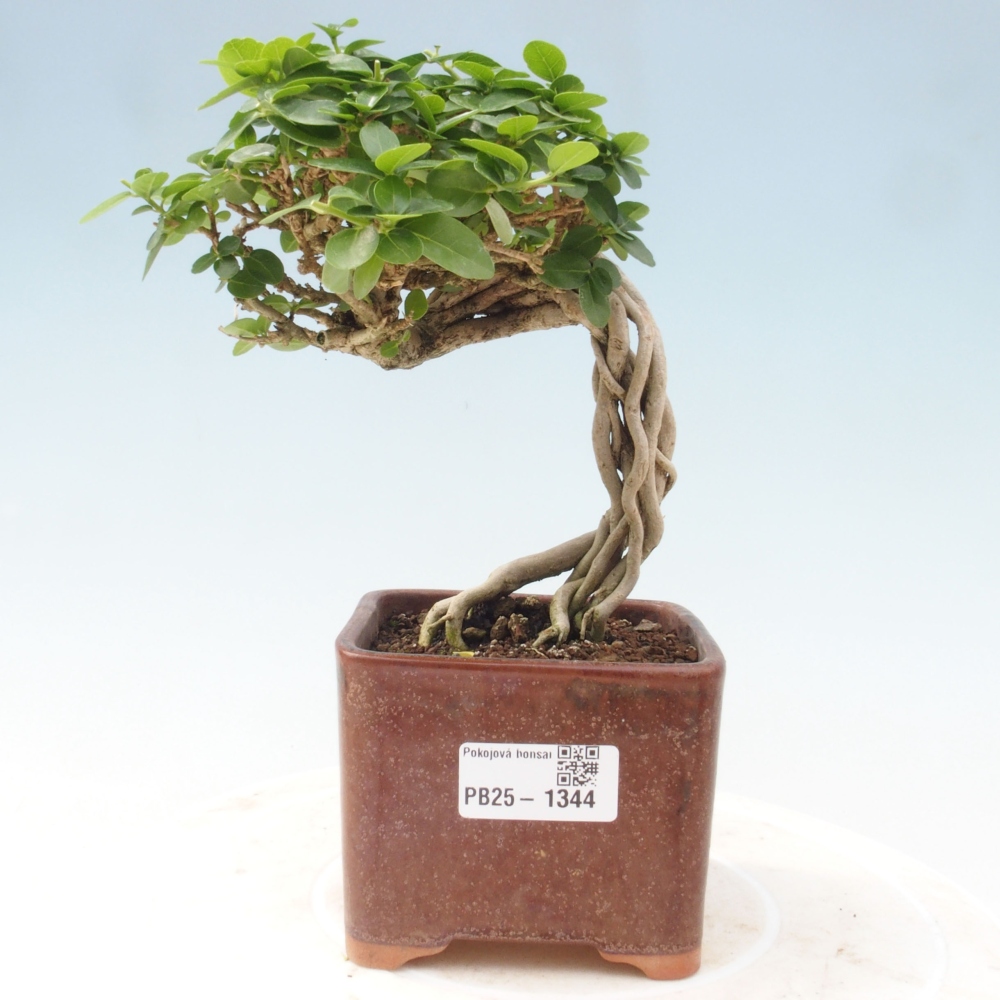 Izbová bonsai - Premna serratifolia - Kozlovoň malolistá