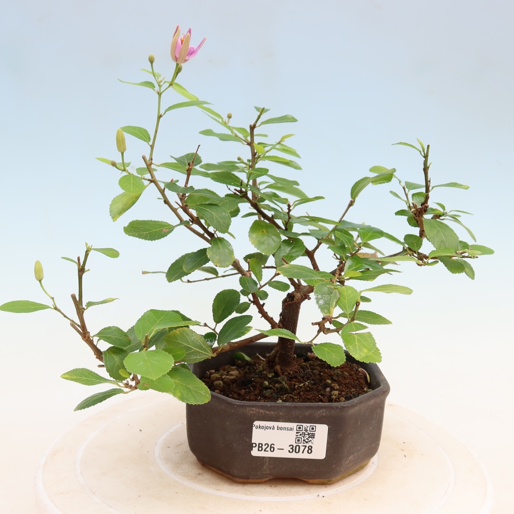 Izba bonsai – Grewia occidentalis – Levanduľová hviezdica