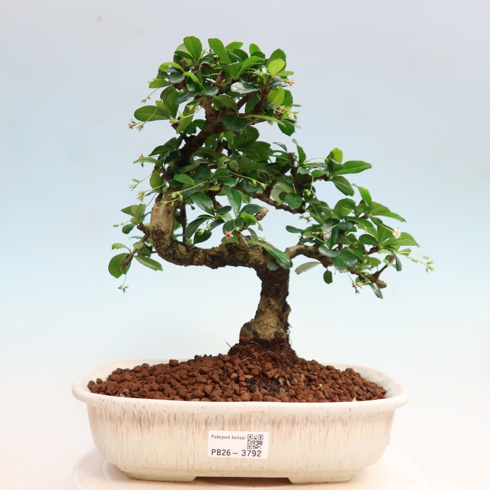 Izbové bonsaje - Carmona macrophylla - Tea fuki