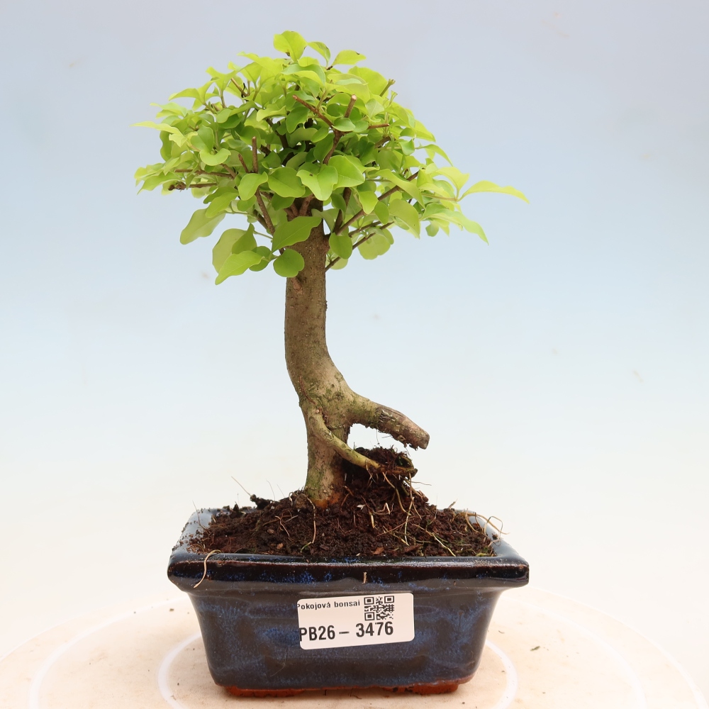 Izbový bonsaj -Ligustrum chinensis - Vtáčí zobák