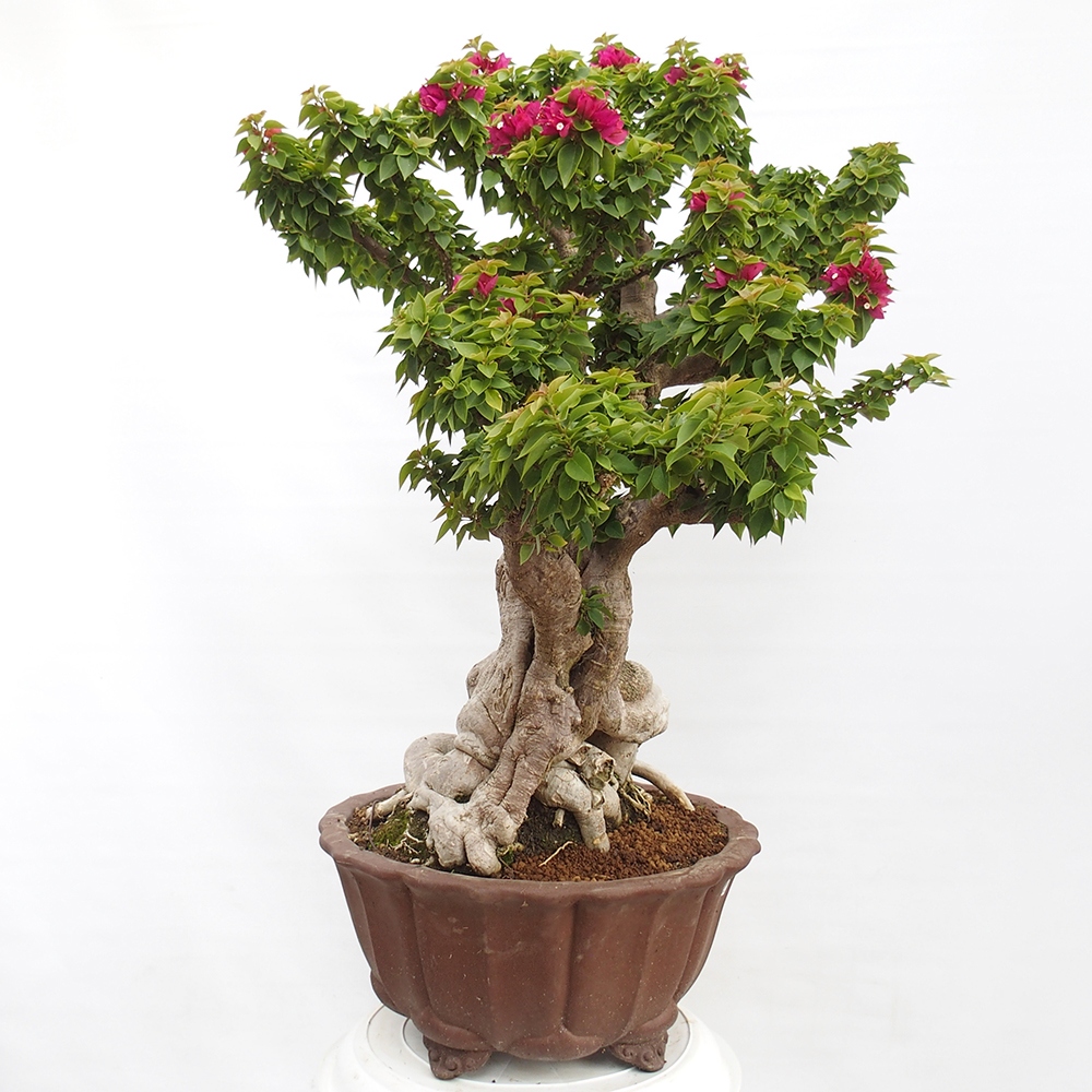 Izbová bonsai - Bouganwilea