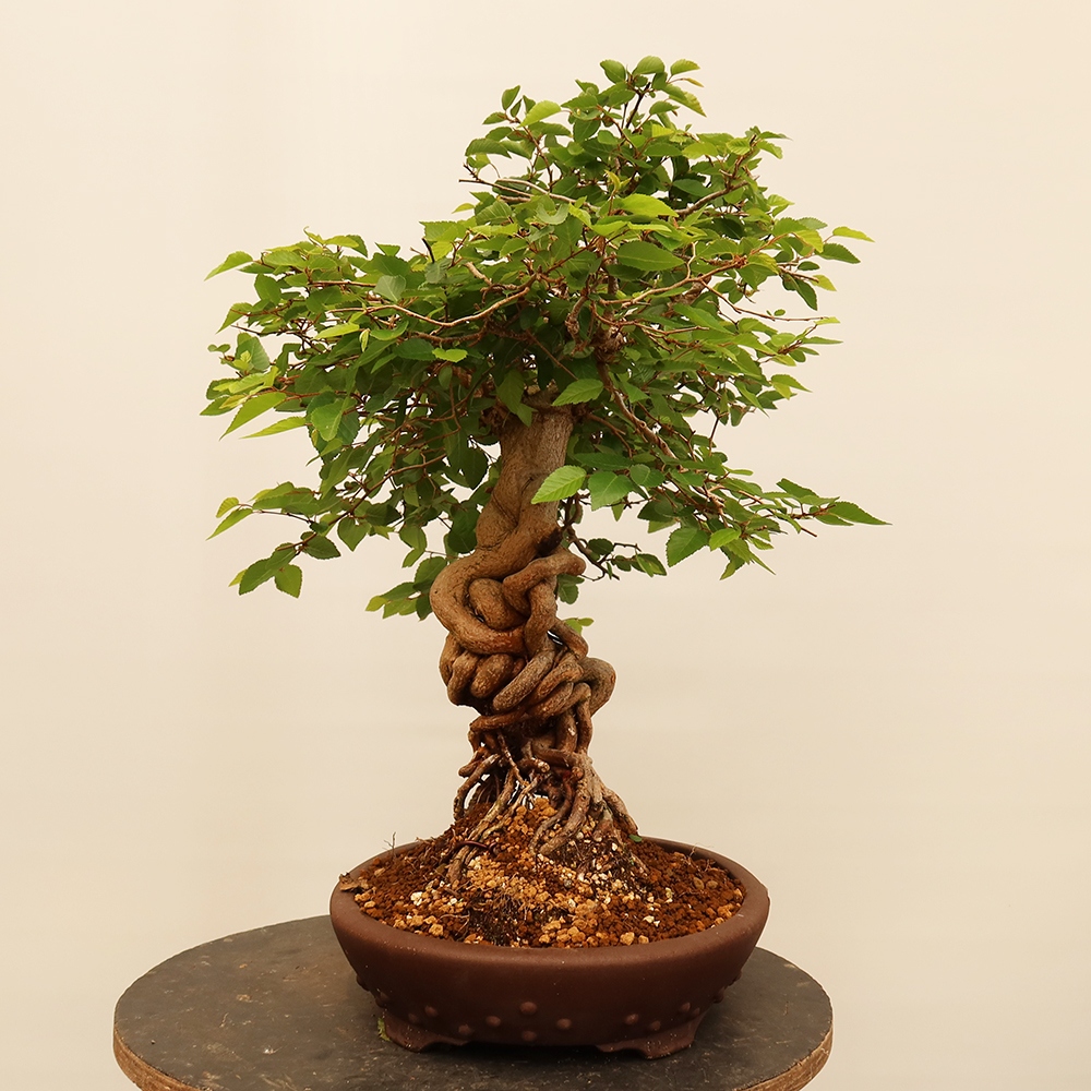 Vonkajší bonsai -Carpinus Coreana - Hrab kórejský