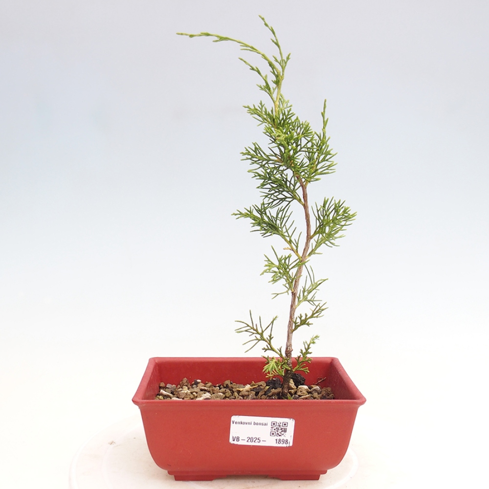 Vonkajší bonsai - Juniperus chinensis Itoigawa -Jalovec čínsky