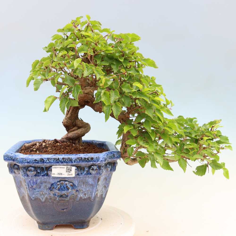Vonkajší bonsaj -Carpinus coreana - Hrab kórejský