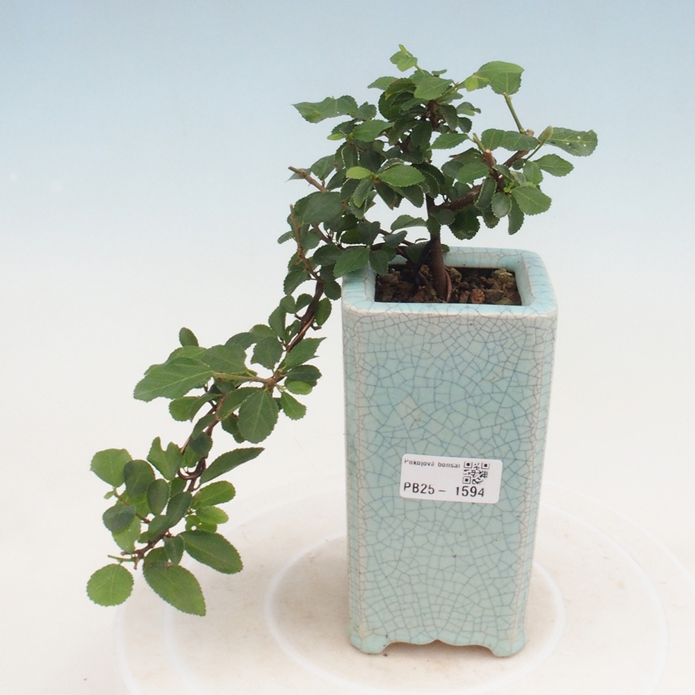Izbová bonsai - Grewia occidentalis - Hviezdica levanduľová