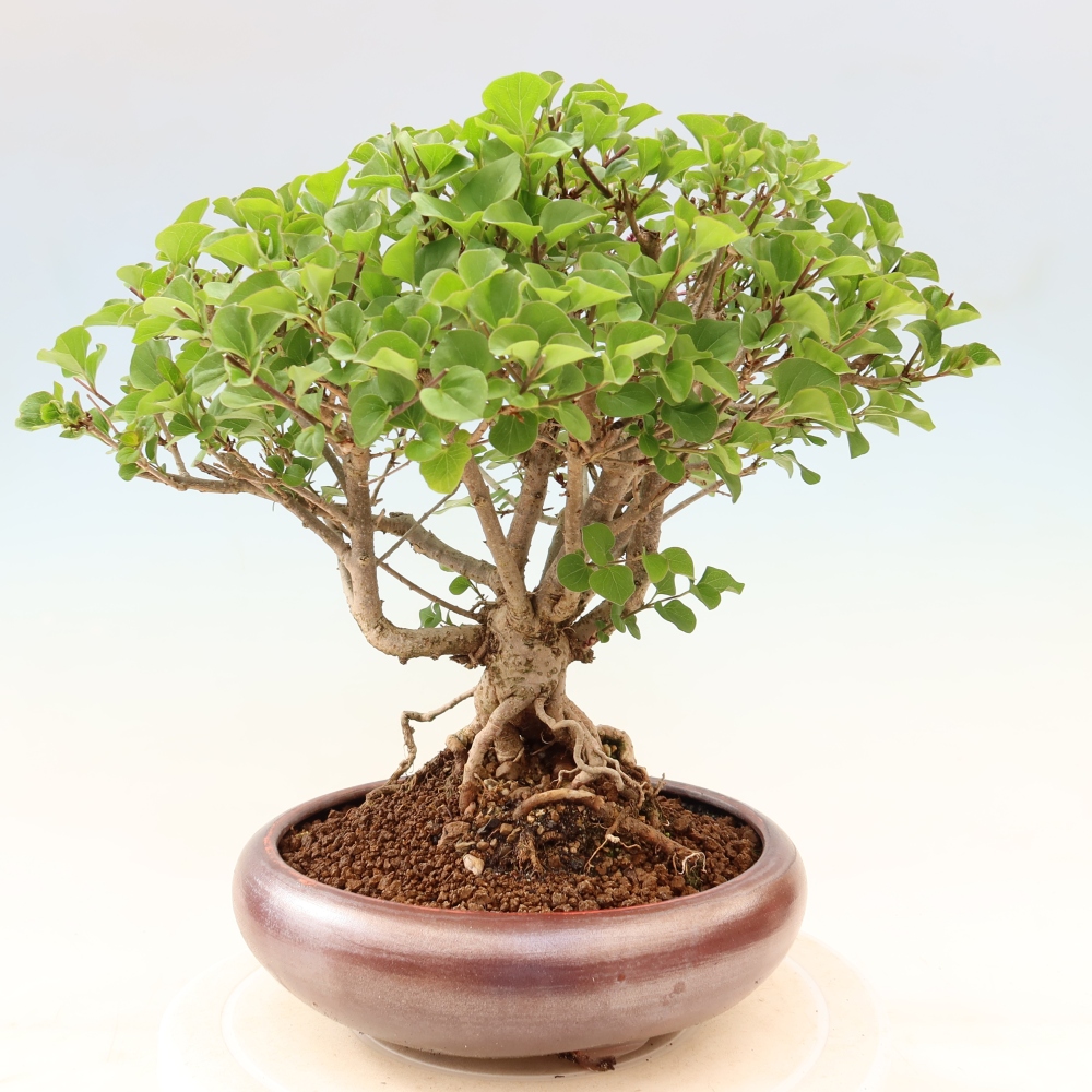 Vonkajší bonsaj - Syringa microphylla - drobnokvetý šeřík