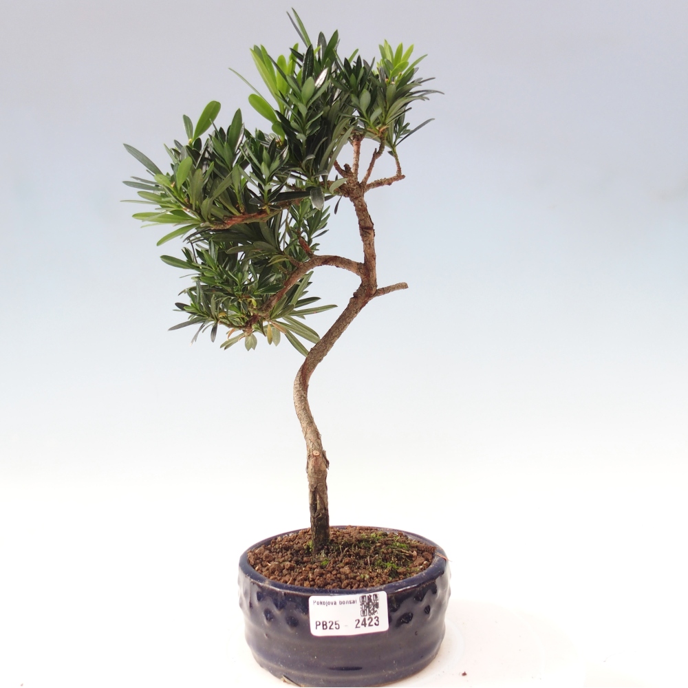 Izbová bonsai - Podocarpus - Kamenný tis