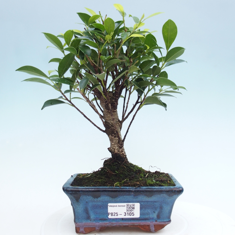 Izbová bonsai - Ficus retusa - malolistý fikus