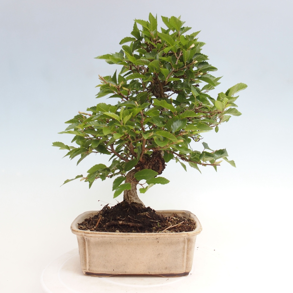 Vonkajší bonsai -Carpinus CARPINOIDES - Hrab kórejský