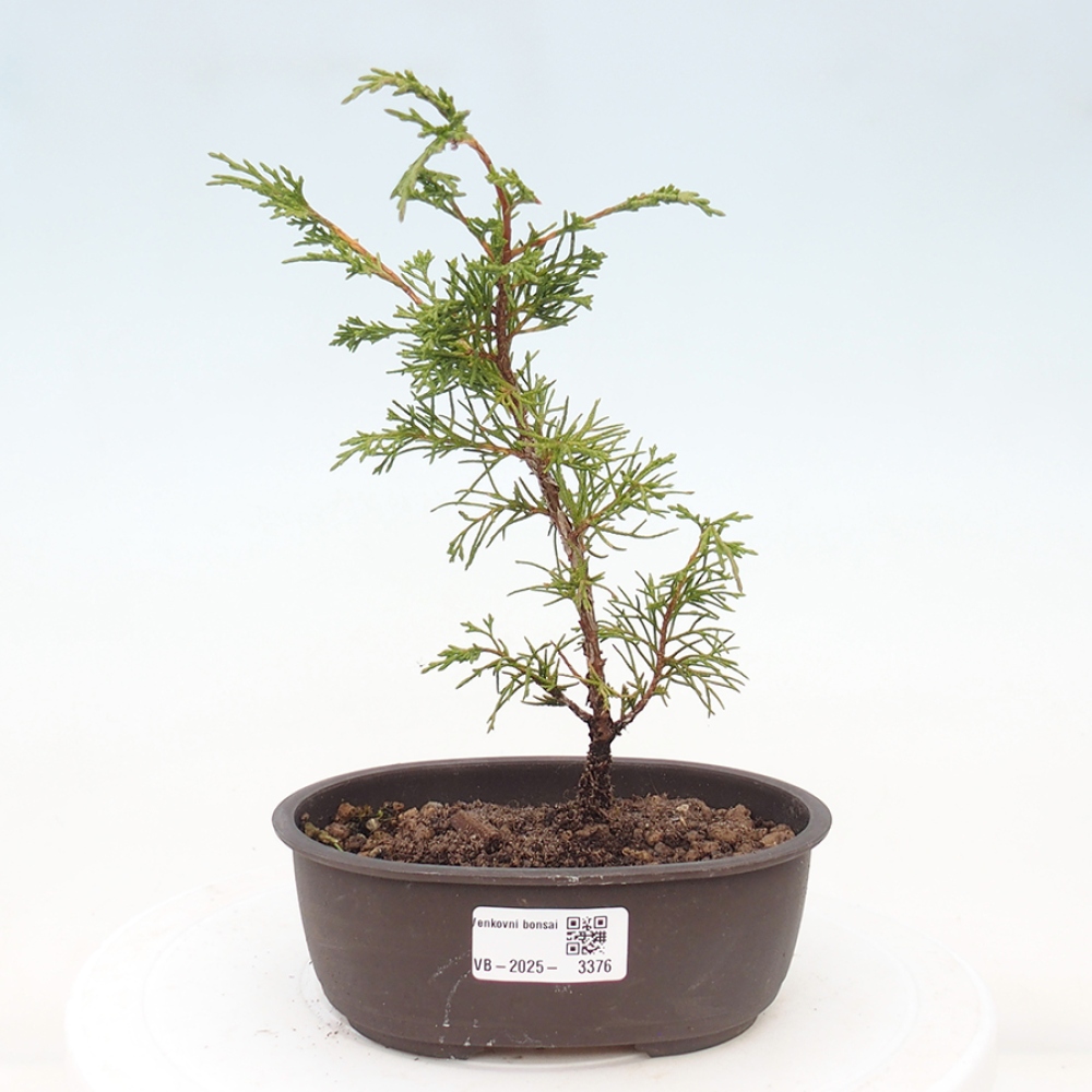 Vonkajší bonsai - Juniperus chinensis Itoigawa -Jalovec čínsky