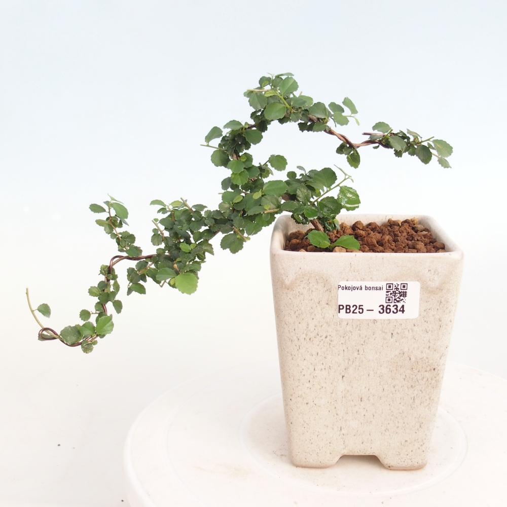 Izbový bonsaj - Grewia sp. - Grewia malafolia