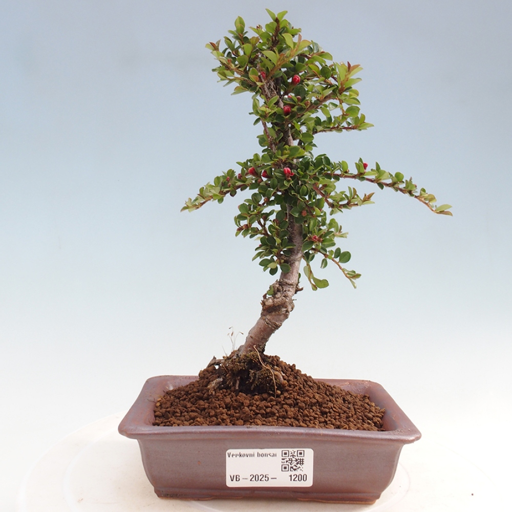 Vonkajší bonsai-Cotoneaster horizontalis - Skalník