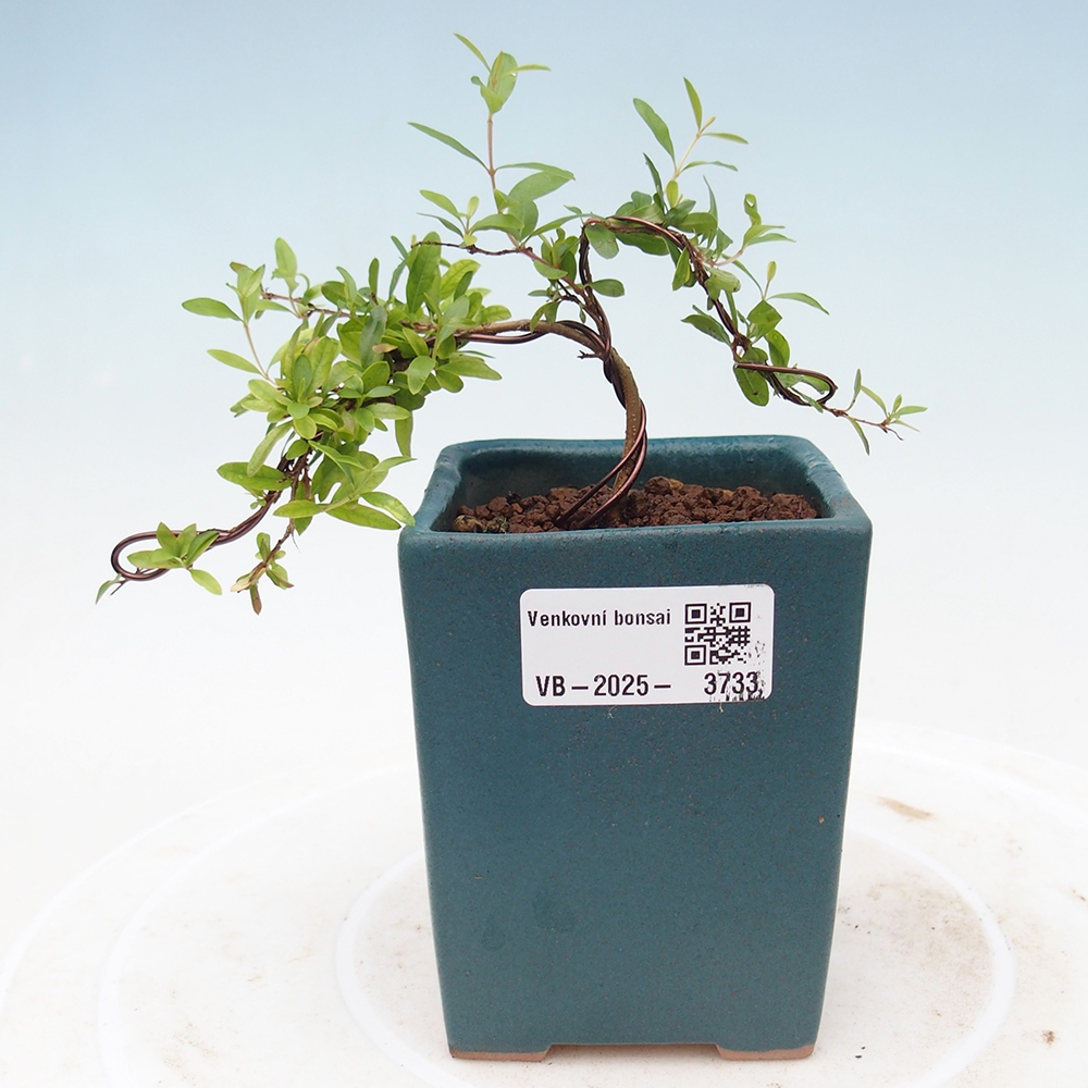 Izbová bonsai-Punic granatum nana-Granátové jablko